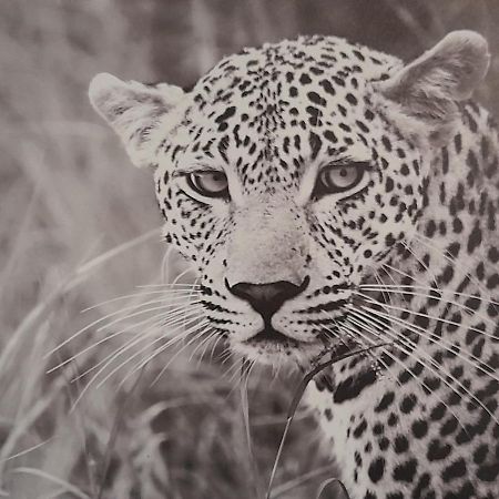 Animalier Apartment Joigny Bagian luar foto