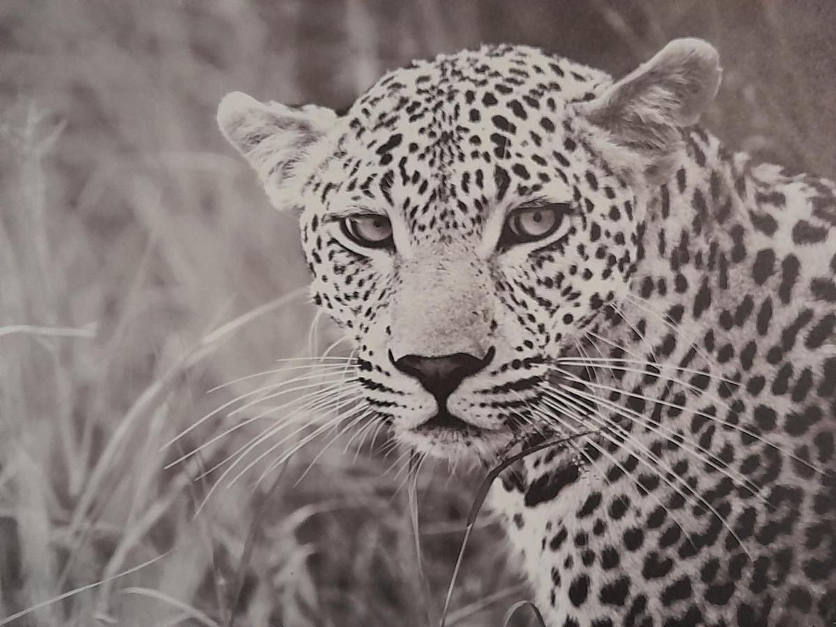 Animalier Apartment Joigny Bagian luar foto